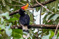 Rhinoceros Hornbill Buceros rhinoceros rhinoceros