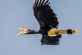 Rhinoceros Hornbill Buceros rhinoceros rhinoceros