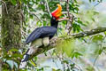 Rhinoceros Hornbill Buceros rhinoceros rhinoceros