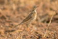 Richard's Pipit Anthus richardi