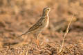 Richard's Pipit Anthus richardi