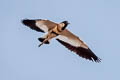 River Lapwing Vanellus duvaucelii