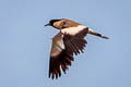 River Lapwing Vanellus duvaucelii