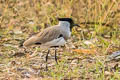 River Lapwing Vanellus duvaucelii