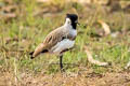 River Lapwing Vanellus duvaucelii