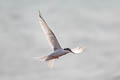 Roseate Tern Sterna dougallii bangsi