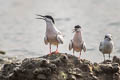 Roseate Tern Sterna dougallii bangsi