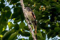 Rosy Minivet Pericrocotus roseus 