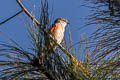 Rosy Minivet Pericrocotus roseus 