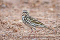 Rosy Pipit Anthus roseatus