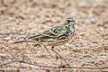 Rosy Pipit Anthus roseatus