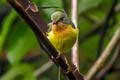 Ruby-cheeked Sunbird Chalcoparia singalensis interposita