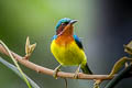 Ruby-cheeked Sunbird Chalcoparia singalensis koratensis