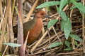 Ruddy-breasted Crake Zapornia fusca fusca