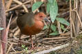 Ruddy-breasted Crake Zapornia fusca fusca