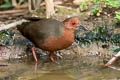 Ruddy-breasted Crake Zapornia fusca fusca