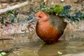 Ruddy-breasted Crake Zapornia fusca fusca