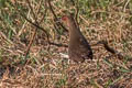 Ruddy-breasted Crake Zapornia fusca fusca