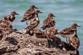 Ruddy Turnstone Arenaria interpres interpres