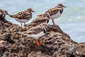 Ruddy Turnstone Arenaria interpres interpres