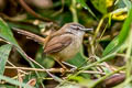 Rufescent Prinia Prinia rufescens beavani