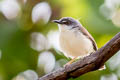 Rufescent Prinia Prinia rufescens objurgans