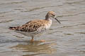 Ruff Calidris pugnax