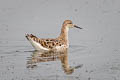 Ruff Calidris pugnax