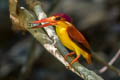 Rufous-backed Dwarf Kingfisher Ceyx rufidorsa rufidorsa