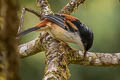 Rufous-backed Sibia Leioptila annectens mixta