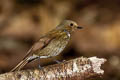 Rufous-bellied Niltava Niltava sundara demotata