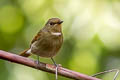 Rufous-bellied Niltava Niltava sundara demotata