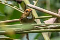 Rufous-browed Flycatcher Anthipes solitaris submonileger