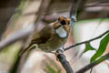 Rufous-browed Flycatcher Anthipes solitaris submonileger