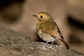 Rufous-browed Flycatcher Anthipes solitaris submonileger