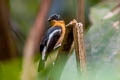 Rufous-chested Flycatcher Ficedula dumetoria muelleri