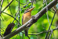 Rufous-collared Kingfisher Actenoides concretus concretus