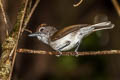 Rufous-crowned Babbler Malacopteron magnum magnum