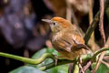 Rufous-fronted Babbler Cyanoderma rufifrons rufifrons