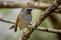 Rufous-gorgeted Flycatcher Ficedula strophiata strophiata