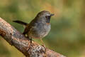 Rufous-gorgeted Flycatcher Ficedula strophiata strophiata