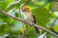 Rufous-headed Parrotbill Paradoxornis bakeri bakeri