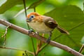 Rufous-headed Parrotbill Paradoxornis bakeri bakeri