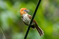 Rufous-headed Parrotbill Paradoxornis bakeri bakeri