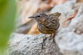 Rufous Limestone Babbler Gypsophila calcicola