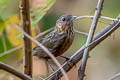 Rufous Limestone Babbler Gypsophila calcicola