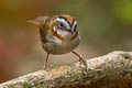 Rufous-throated Fulvetta Schoeniparus rufogularis major