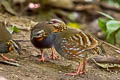 Rufous-throated Partridge Arborophila rufogularis tickelli