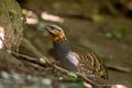 Rufous-throated Partridge Arborophila rufogularis tickelli