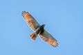 Rufous-winged Buzzard Butastur liventer